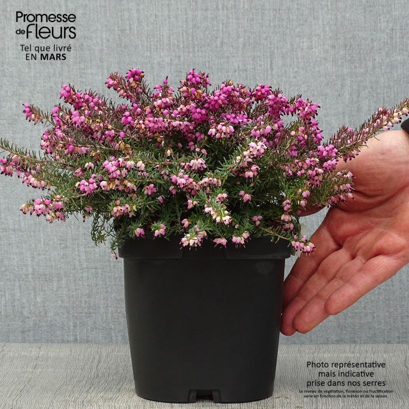 Example of Erica darleyensis Kramer's Rote Vaso da 2L/3L as you get in printemps