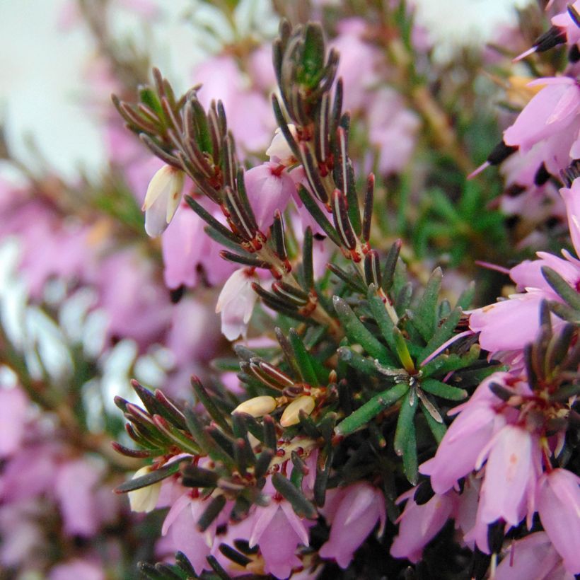 Erica darleyensis Furzey (Foliage)