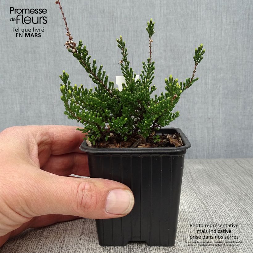 Example of Calluna vulgaris Spring Torch - Brugo Vasetto da 8/9 cm as you get in printemps