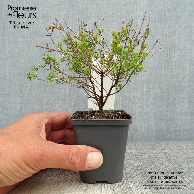 Example of Erica darleyensis Ghost Hills Vasetto da 8/9 cm as you get in printemps