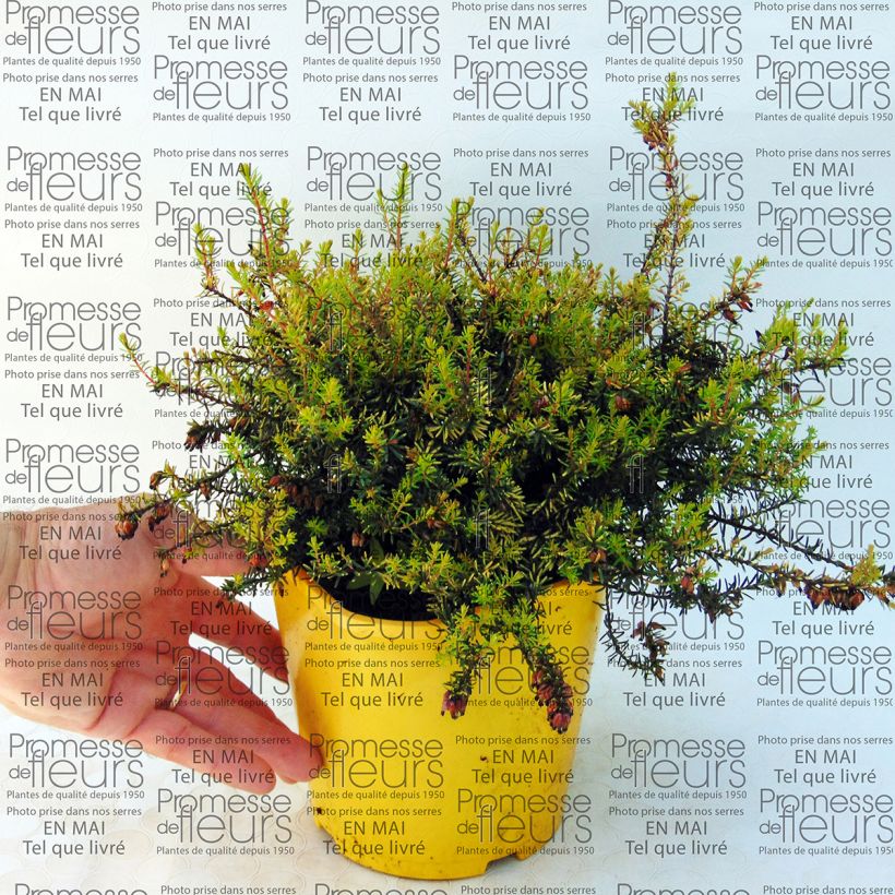 Esempio di esemplare Erica darleyensis Winter Belles Tylou Vaso da 2L/3L come consegnato