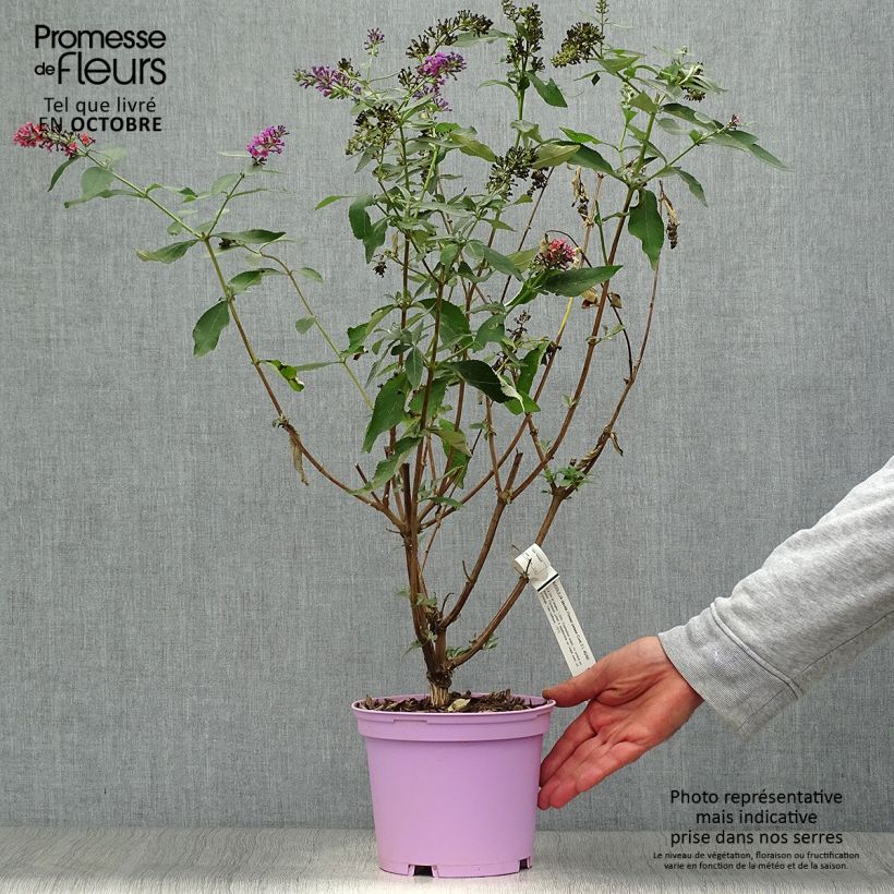Esemplare di Albero delle farfalle Flower Power Vaso da 2L/3L come consegnato in autunno