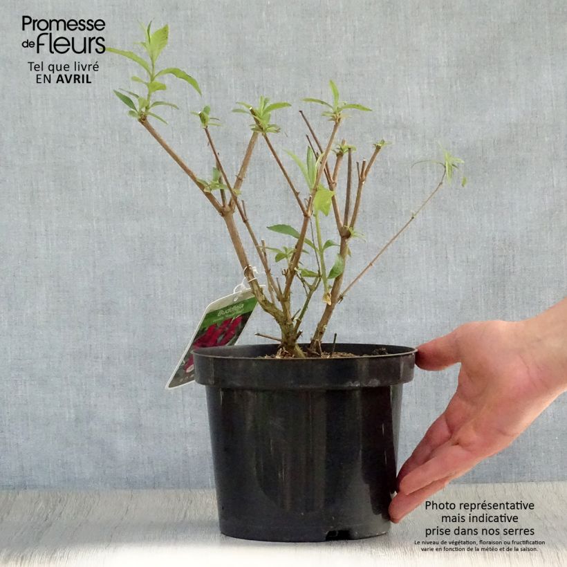 Albero delle farfalle Royal Red Vaso da 2L/3L esemplare consegnato in primavera