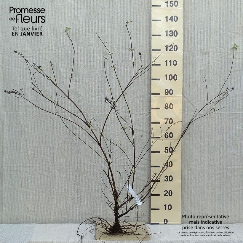 Albero delle farfalle Royal Red Piante piccole a radice nuda esemplare consegnato in inverno