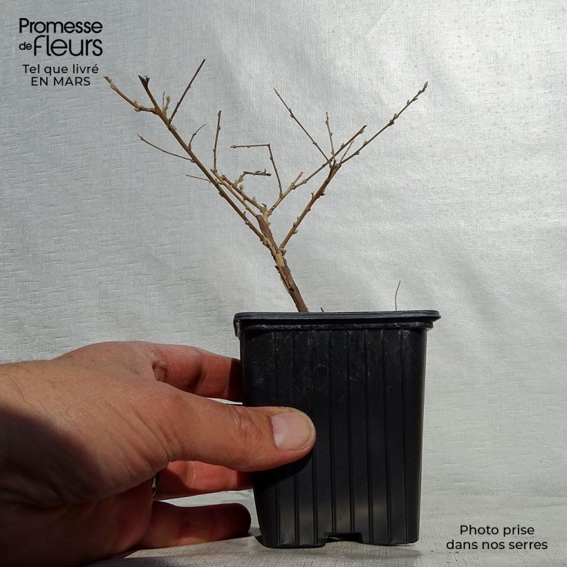 Example of Buddleja alternifolia - Albero delle farfalle Vasetto da 8/9 cm as you get in printemps