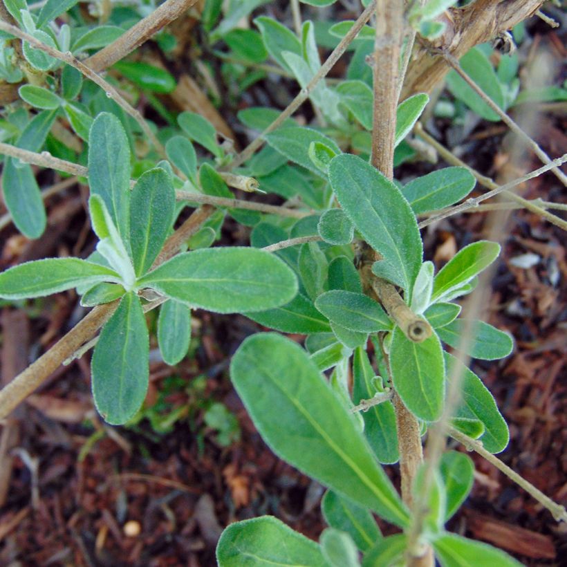 Buddleja alternifolia Unique - Albero delle farfalle (Foliage)