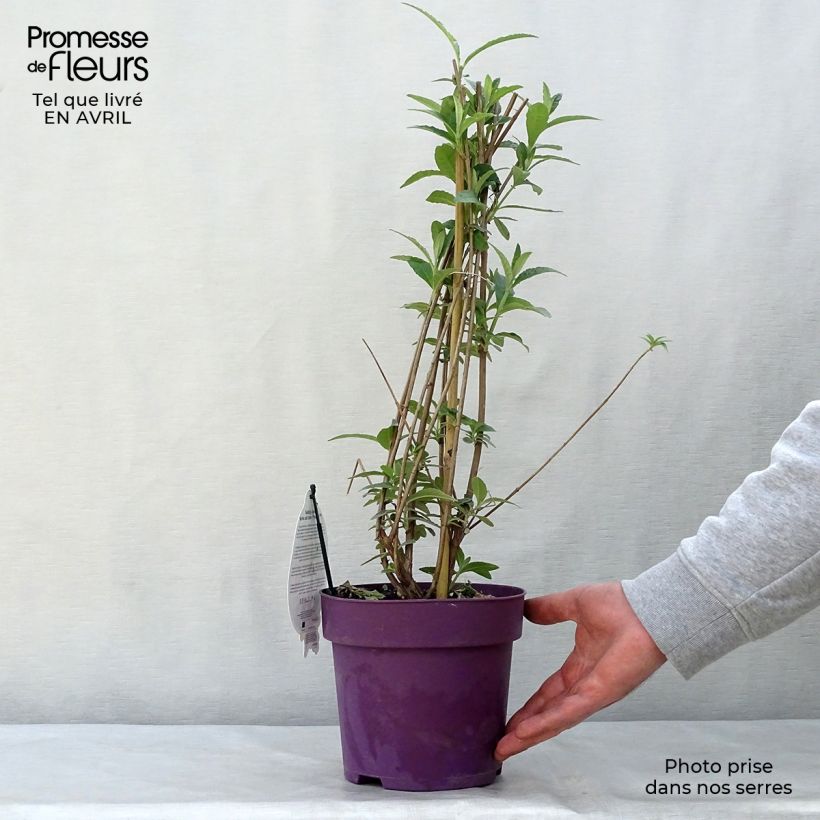 Example of Albero delle farfalle Berries and Cream Vaso da 3L/4L as you get in printemps