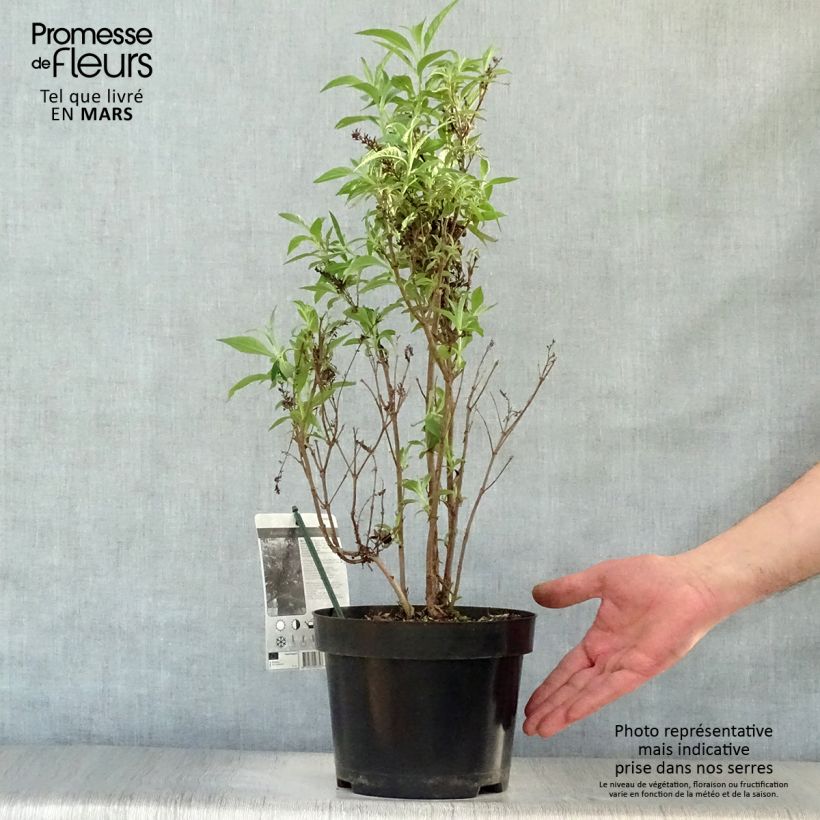 Albero delle farfalle Butterfly Tower Vaso da 4L/5L esemplare consegnato in primavera