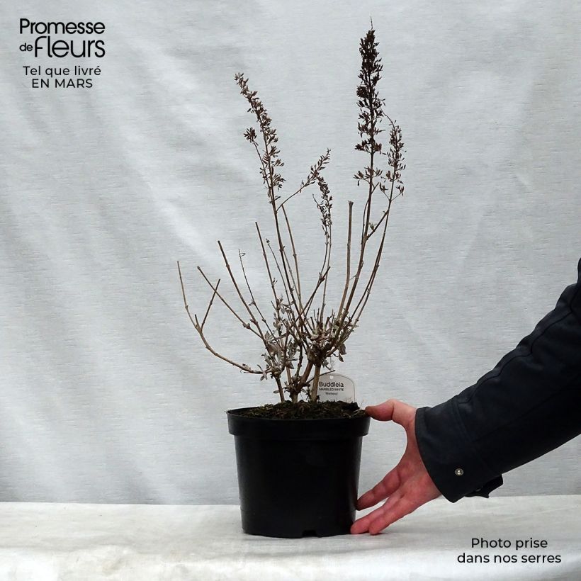 Albero delle farfalle Marbled White Vaso da 2L/3L esemplare consegnato in primavera