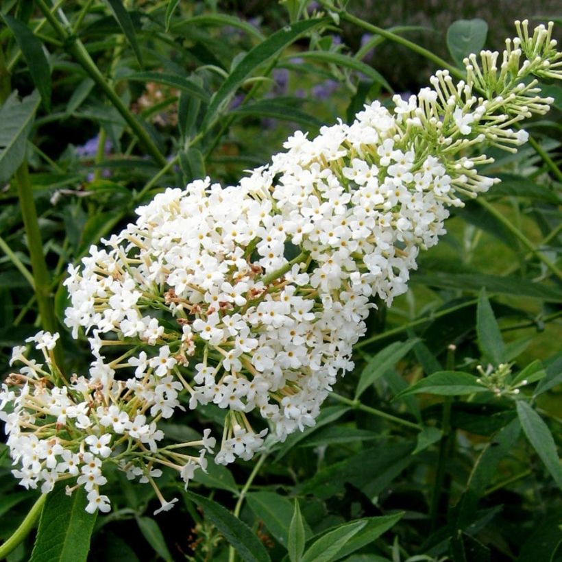 Albero delle farfalle Nanho White (Flowering)