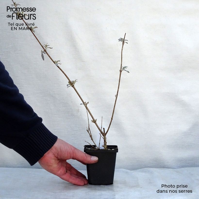 Example of Albero delle farfalle Pink Delight Vasetto da 8/9 cm as you get in printemps