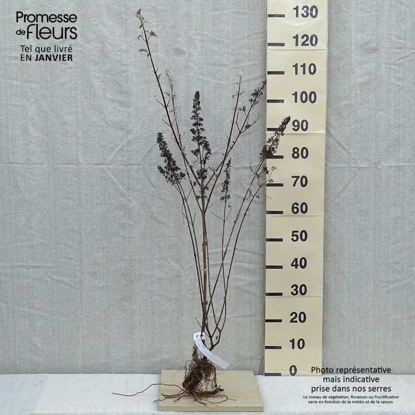 Example of Albero delle farfalle Pink Delight Piante piccole a radice nuda as you get in hiver