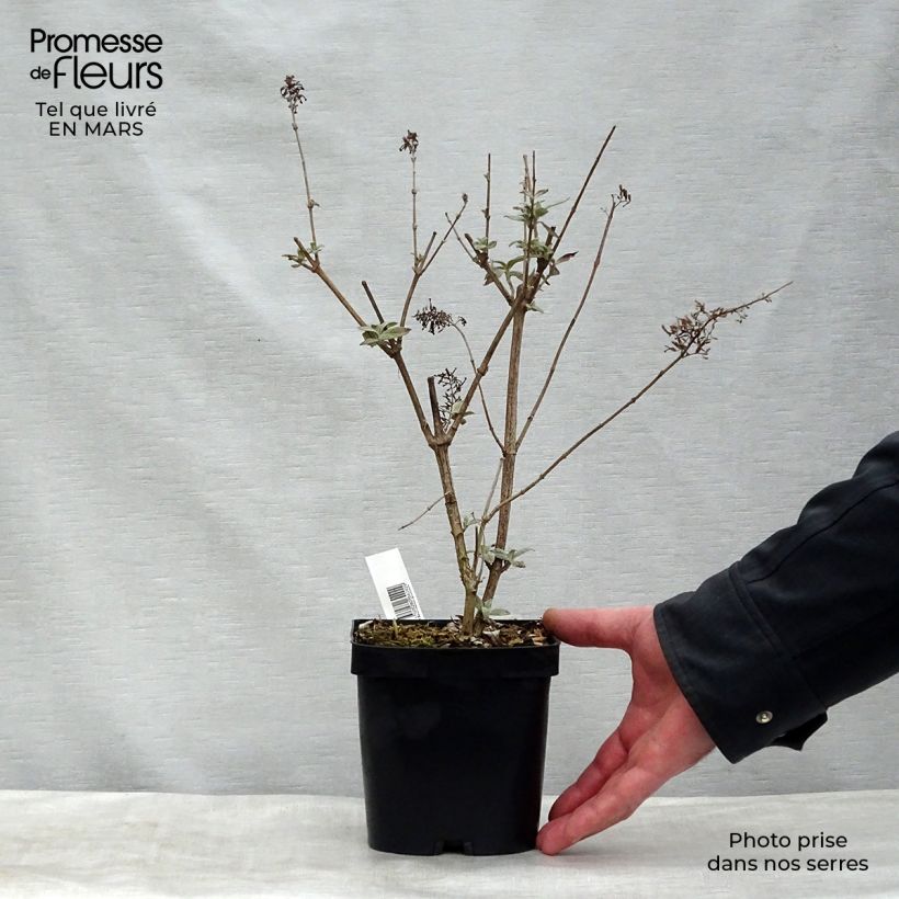 Example of Albero delle farfalle Rêve de Papillon Pink Vaso da 2L/3L as you get in printemps