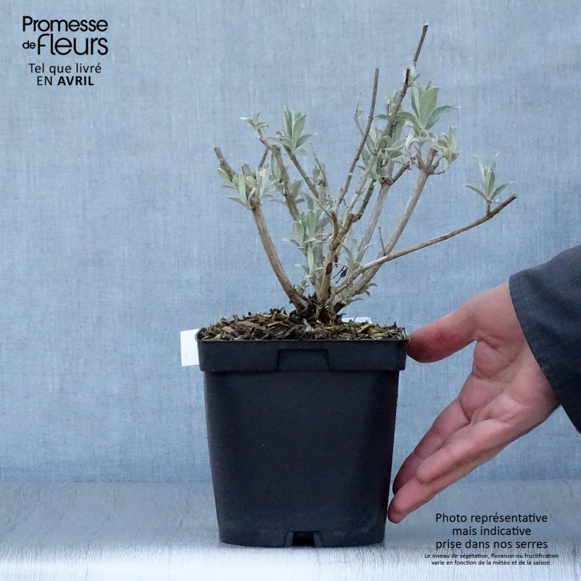 Albero delle farfalle Rêve de Papillon Blanc Vaso da 2L/3L esemplare consegnato in primavera