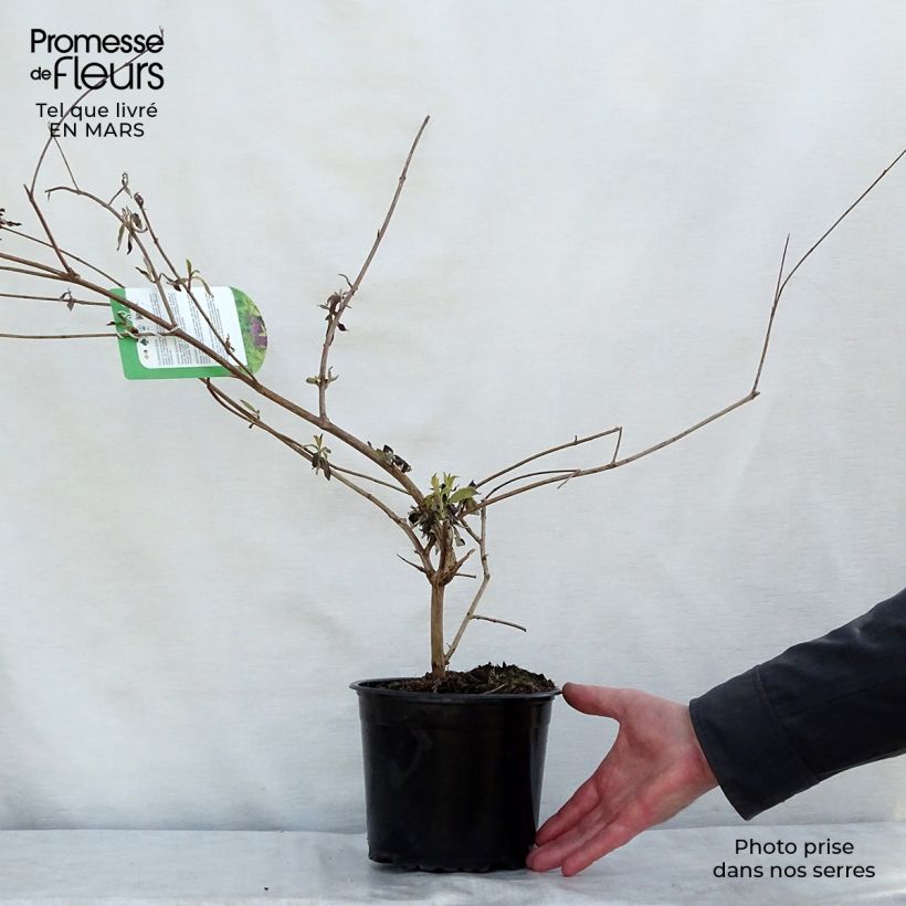 Albero delle farfalle Santana Vaso da 2L/3L esemplare consegnato in primavera