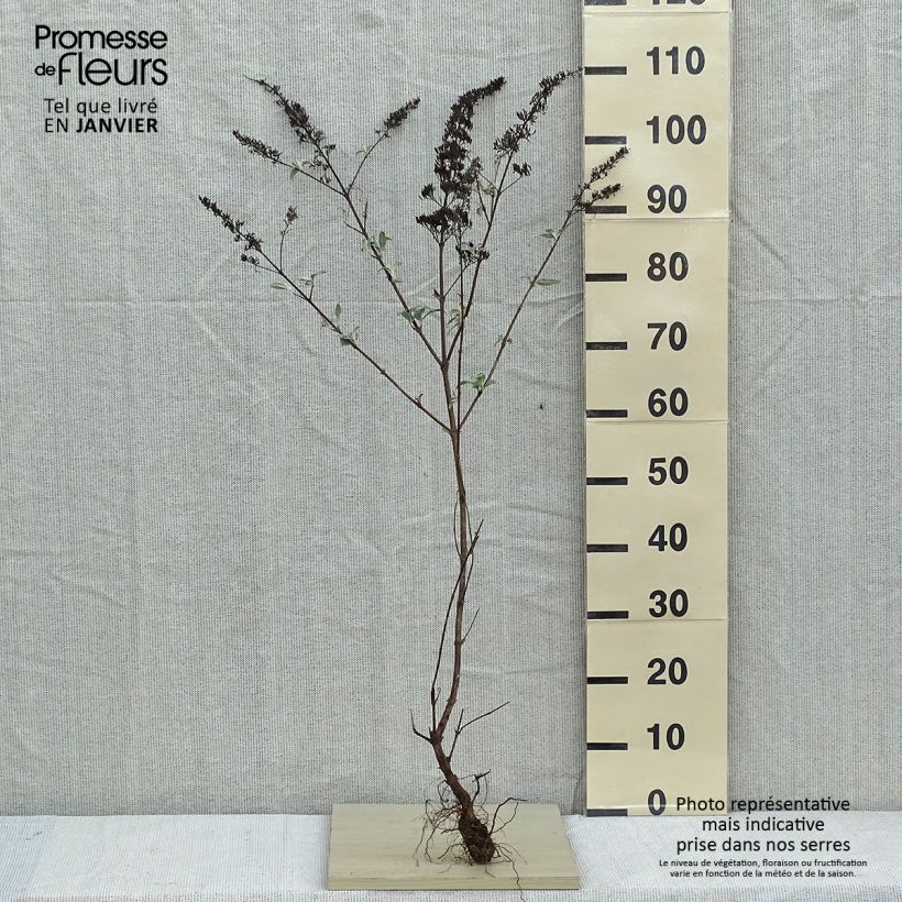 Albero delle farfalle White Profusion Piante piccole a radice nuda esemplare consegnato in inverno