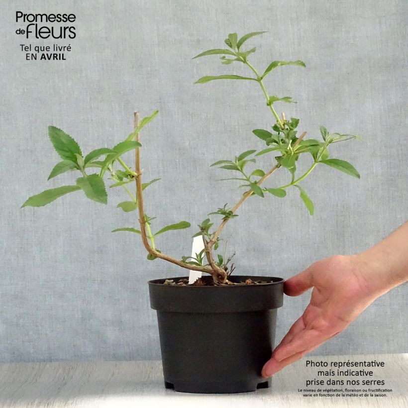 Example of Buddleja weyeriana Sungold - Albero delle farfalle Vaso da 2L/3L as you get in printemps