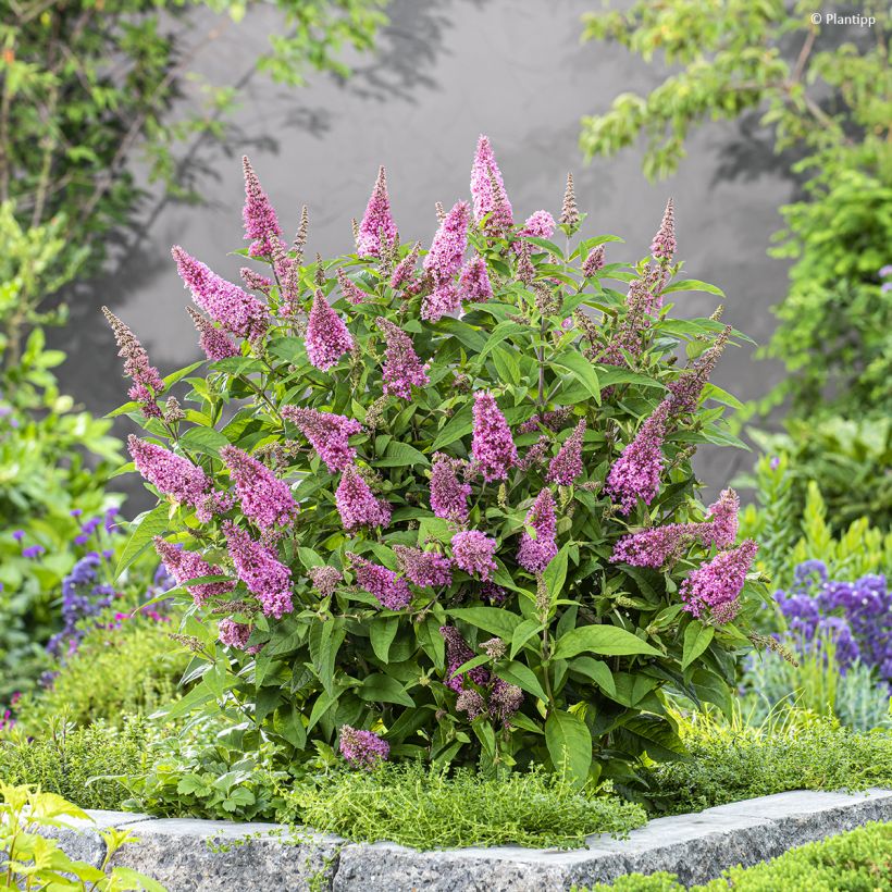 Albero delle farfalle Butterfly Candy Little Pink (Plant habit)