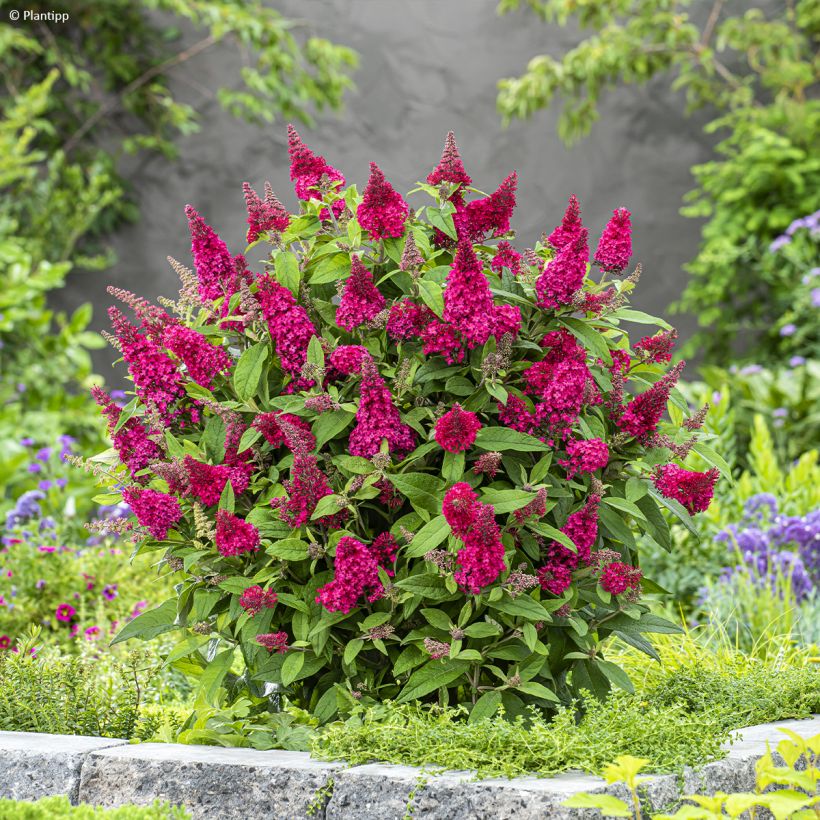 Albero delle farfalle Butterfly Candy Little Ruby (Plant habit)
