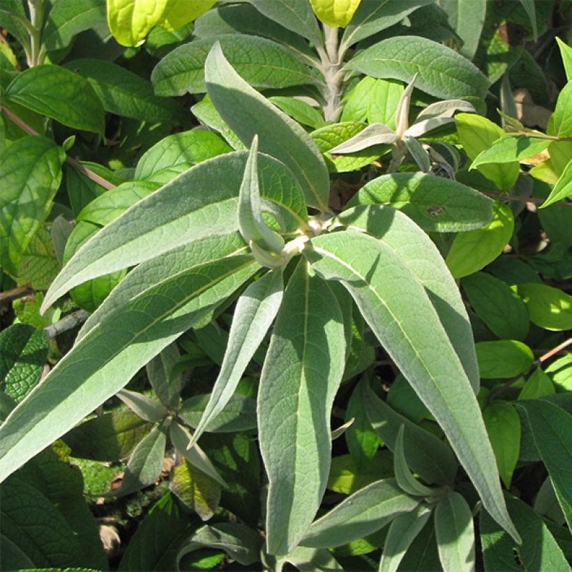 Buddleja colvilei - Albero delle farfalle (Foliage)