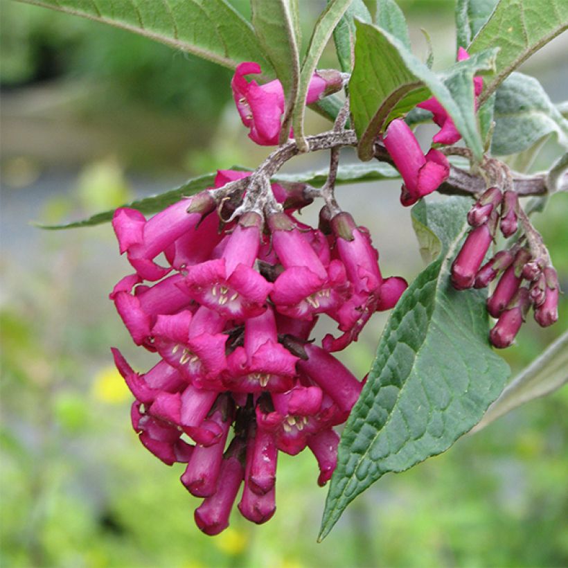 Buddleja colvilei - Albero delle farfalle (Flowering)
