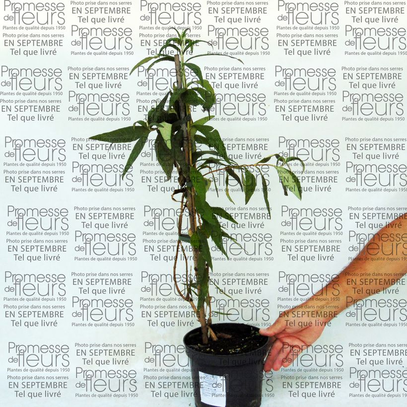 Example of Buddleja colvilei - Albero delle farfalle Vaso da 2L/3L as you get
