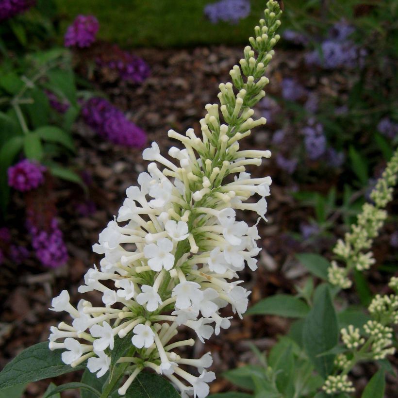 Albero delle farfalle Argus White (Flowering)