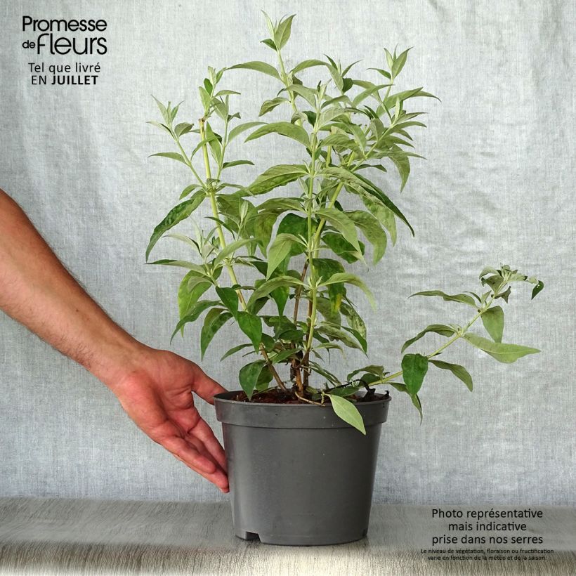 Esemplare di Albero delle farfalle Argus White Vaso da 3L/4L consegnato in estate
