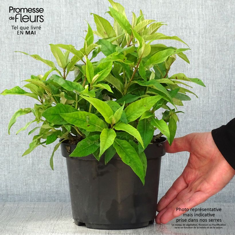 Example of Albero delle farfalle Butterfly Candy Little Pink Vaso da 3L/4L as you get in printemps