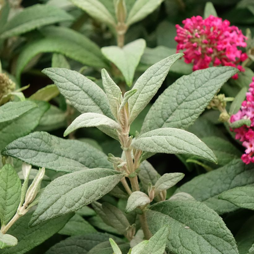 Albero delle farfalle Butterfly Candy Little Ruby (Foliage)