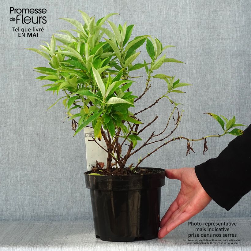 Albero delle farfalle Butterfly Candy Little White Vaso da 3L/4L esemplare consegnato in primavera