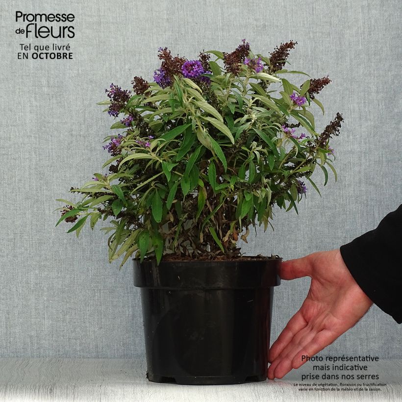 Esemplare di Albero delle farfalle Butterfly Candy Little Purple Vaso da 3L/4L come consegnato in autunno