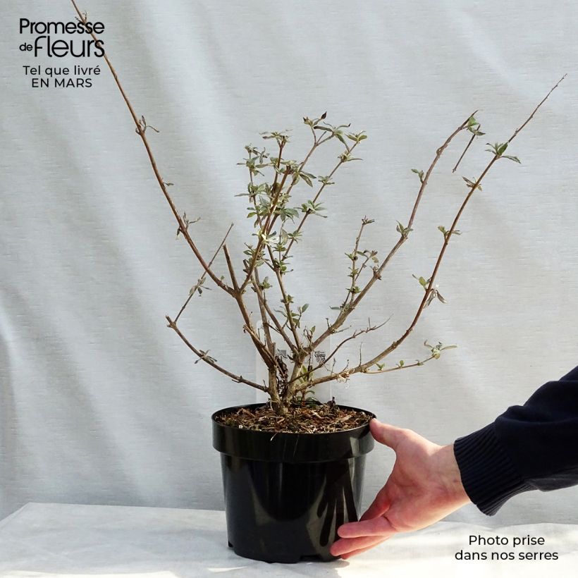 Albero delle farfalle Camberwell Beauty Vaso da 3L/4L esemplare consegnato in primavera