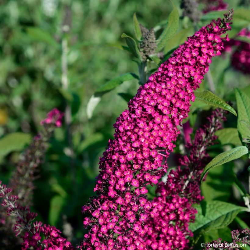 Arbre aux papillons Rêve de Papillon Red (Fioritura)