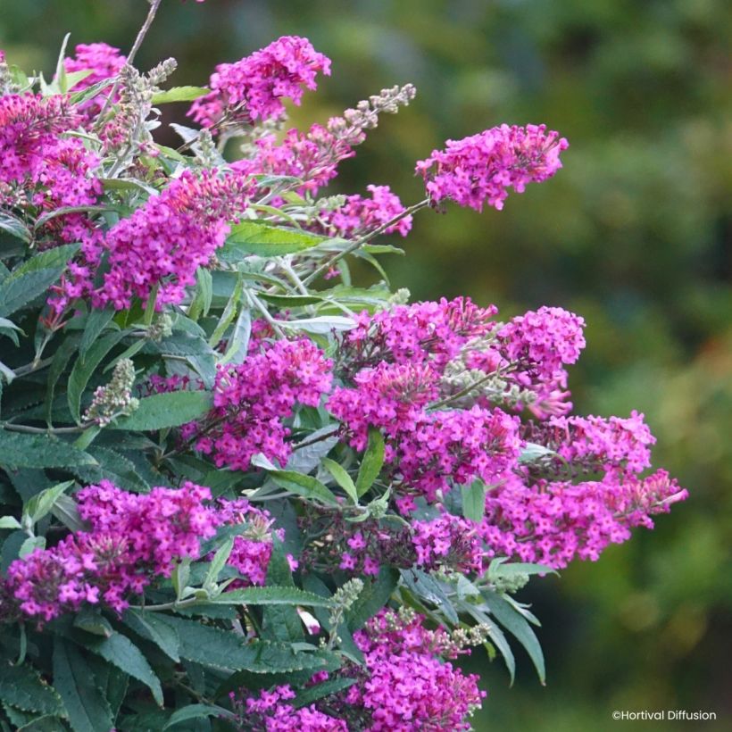 Buddleja davidii Tiny Buddy Hot Pink - Arbre aux papillons nain (Fioritura)