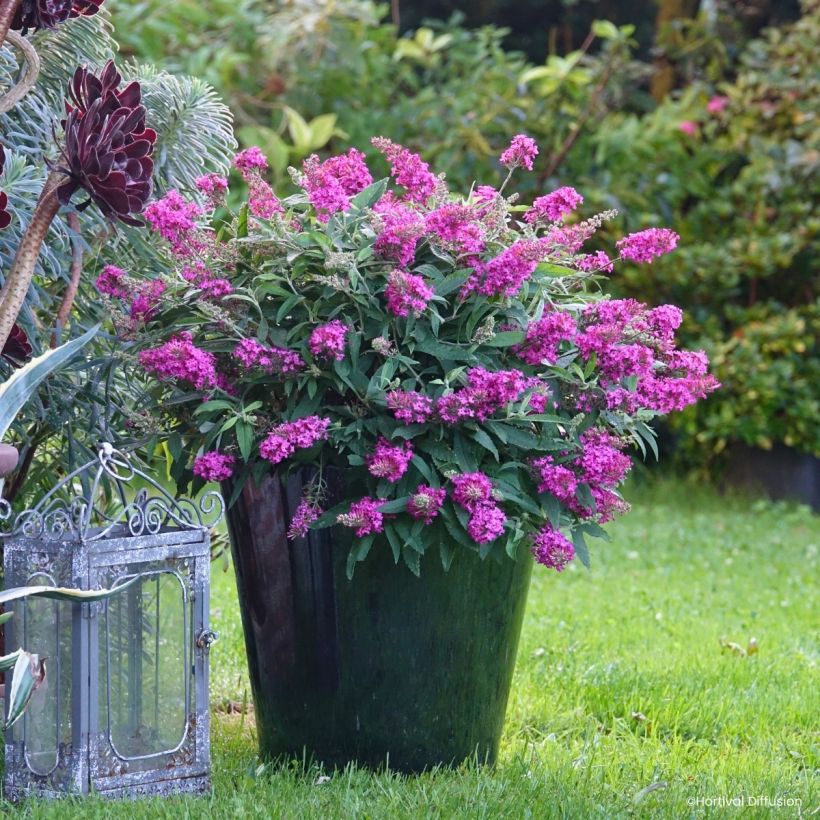 Buddleja davidii Tiny Buddy Hot Pink - Arbre aux papillons nain (Porto)