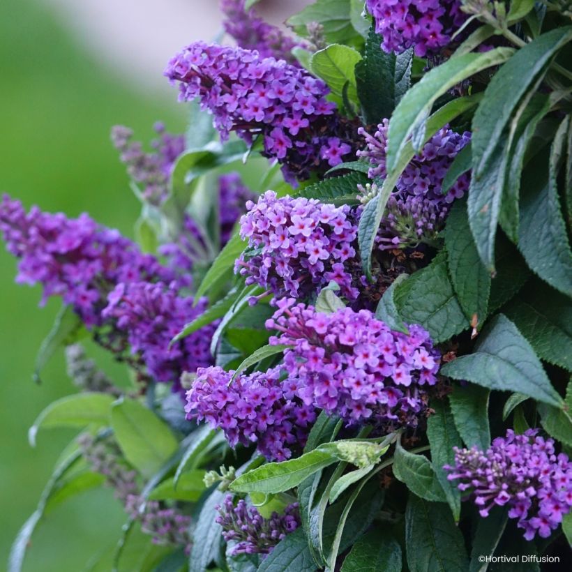 Buddleja davidii Tiny Buddy Violet - Arbre aux papillons nain (Fioritura)