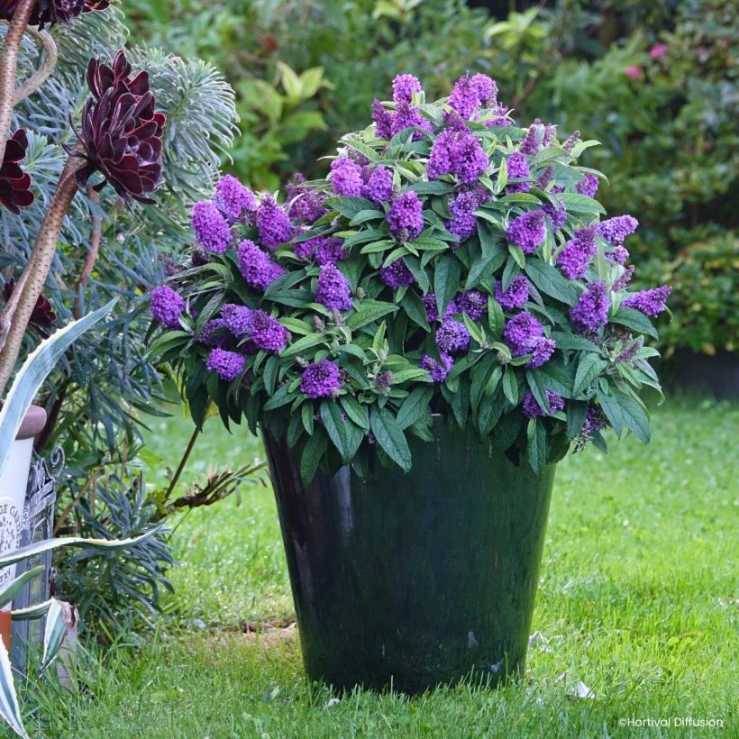 Buddleja davidii Tiny Buddy Violet - Arbre aux papillons nain (Porto)