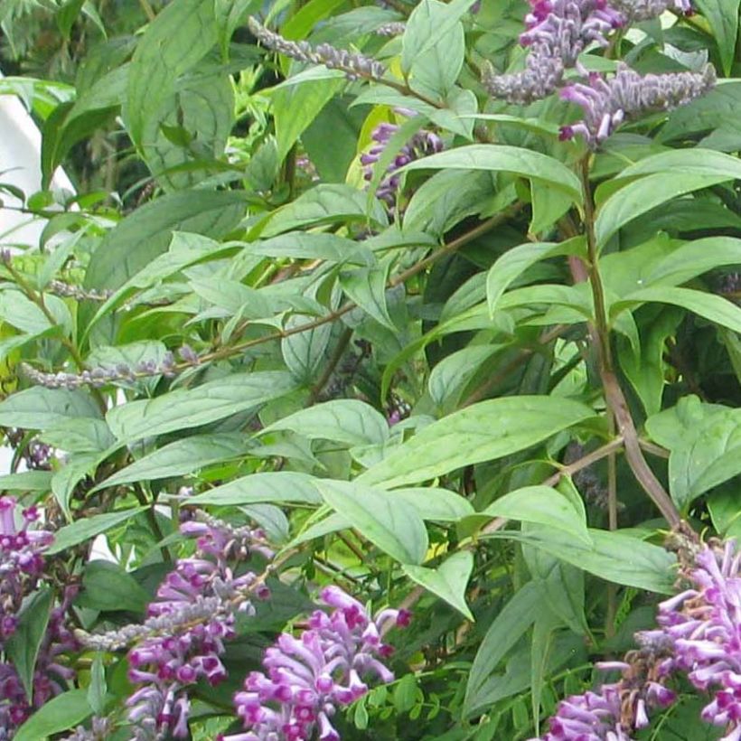 Buddleja lindleyana - Albero delle farfalle (Foliage)