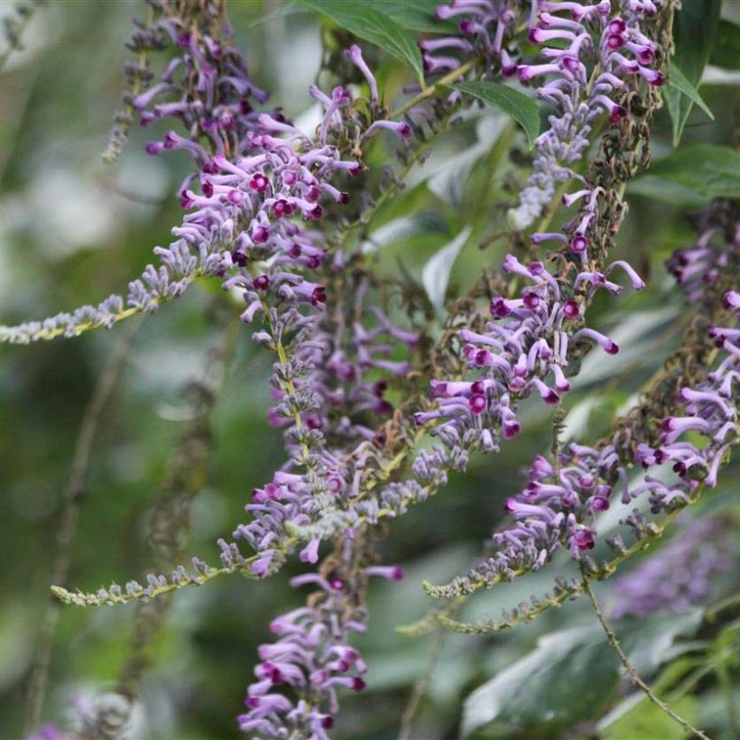 Buddleja lindleyana - Albero delle farfalle (Flowering)