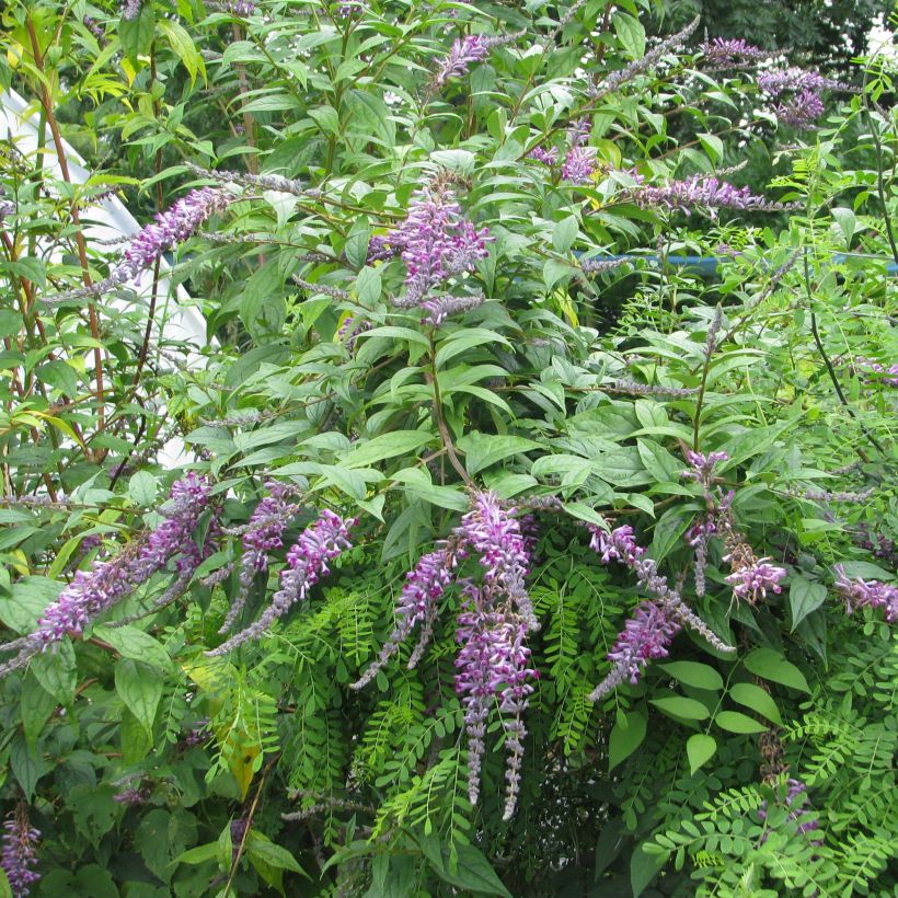 Buddleja lindleyana - Albero delle farfalle (Plant habit)