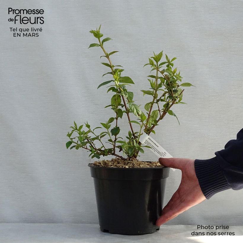 Example of Buddleja lindleyana - Albero delle farfalle Vaso da 4L/5L as you get in printemps