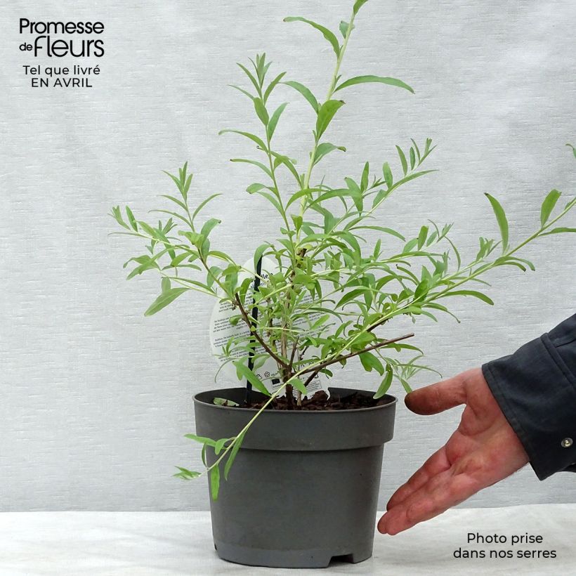Example of Buddleja alternifolia Unique - Albero delle farfalle Vaso da 3L/4L as you get in printemps