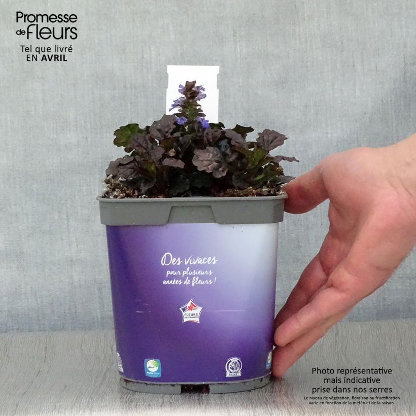 Ajuga reptans Black Scallop - Bugola Vaso da 2L/3L esemplare consegnato in primavera