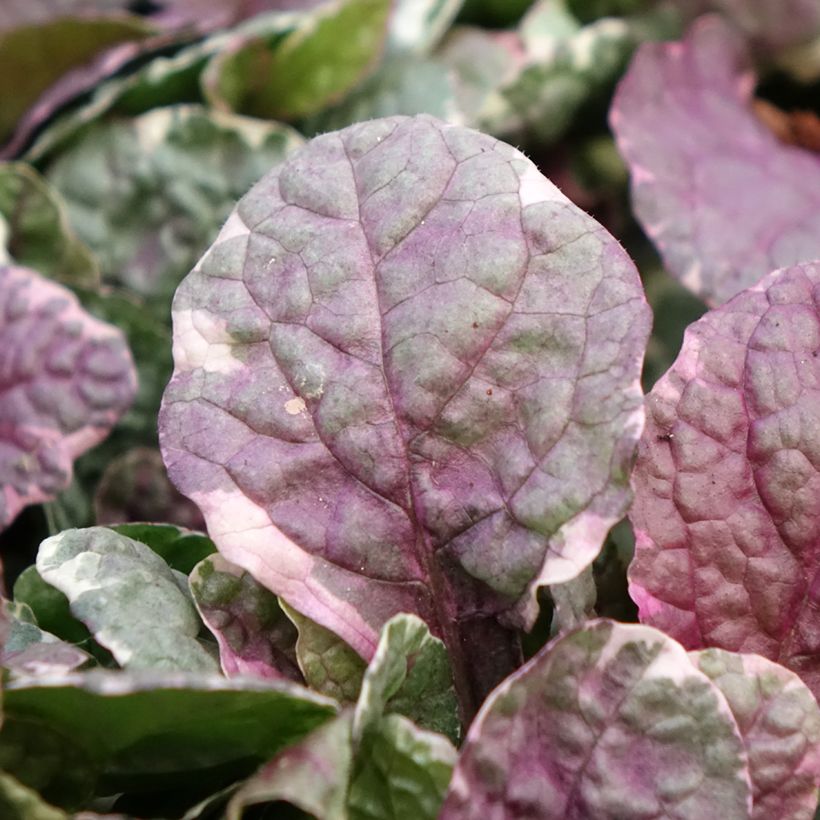 Ajuga reptans Burgundy Glow - Bugola (Fogliame)