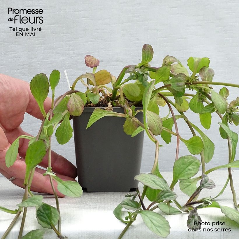 Example of Ajuga reptans Catlin's Giant - Bugola Vasetto da 8/9 cm as you get in printemps