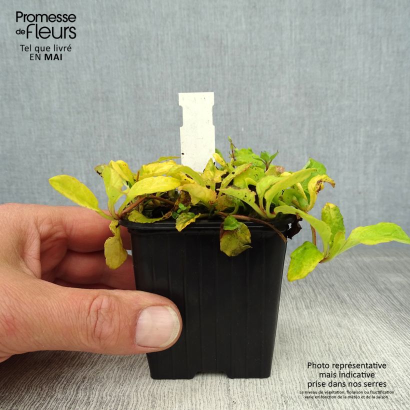 Ajuga reptans Gold Chang - Bugola Vasetto da 8/9 cm esemplare consegnato in primavera