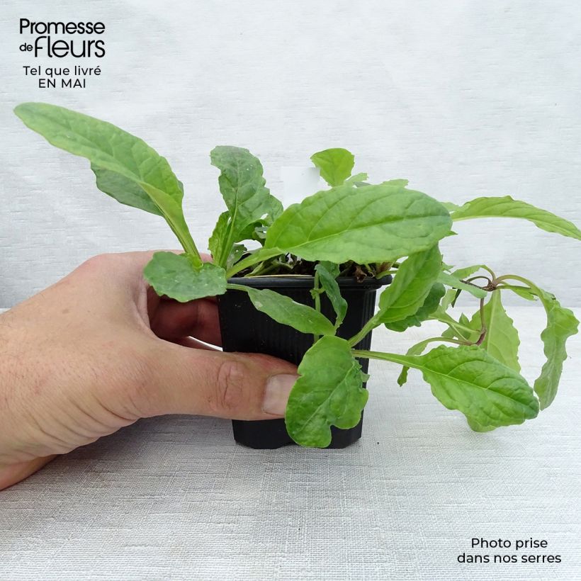 Ajuga reptans Rosea - Bugola rosa Vasetto da 8/9 cm esemplare consegnato in primavera