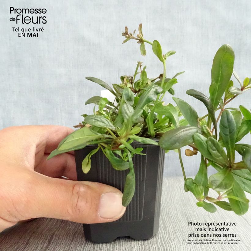 Example of Ajuga Chocolate Chip - Bugola Vasetto da 8/9 cm as you get in printemps