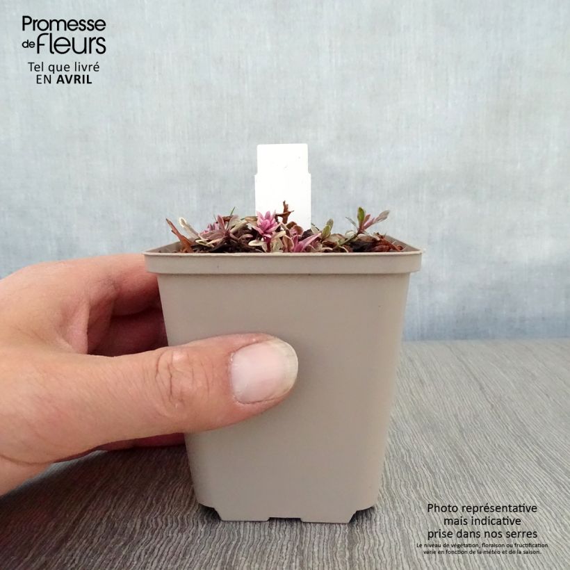 Ajuga Princess Nadia - Bugola Vasetto da 8/9 cm esemplare consegnato in primavera